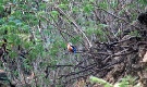 images and info on Brava Island Cape Verde